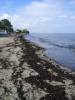 Hanioti_Beach_After_Fire_September.JPG